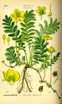 % Gänsefingerkraut Kraut bio